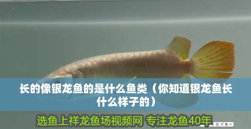 長(zhǎng)的像銀龍魚(yú)的是什么魚(yú)類(lèi)（你知道銀龍魚(yú)長(zhǎng)什么樣子的）