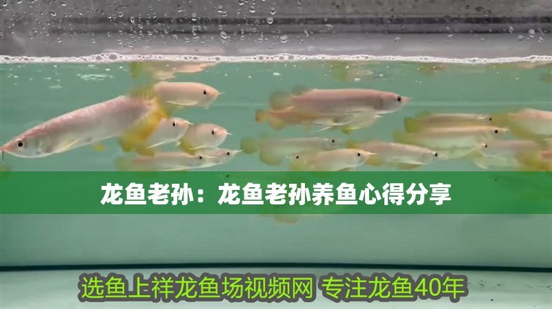 龍魚老孫：龍魚老孫養魚心得分享