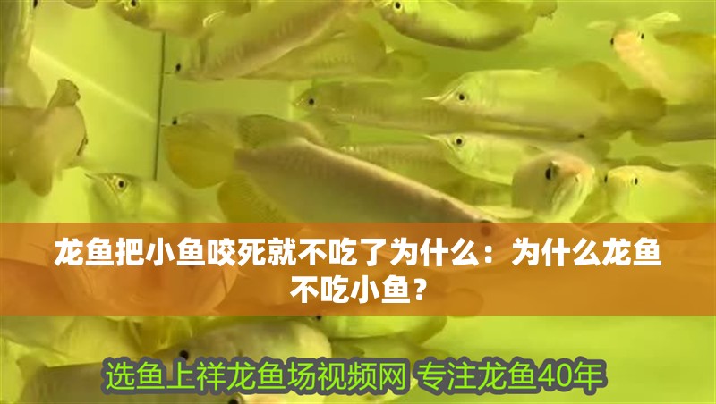 龍魚把小魚咬死就不吃了為什么：為什么龍魚不吃小魚？