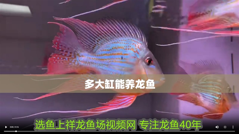 多大缸能養(yǎng)龍魚