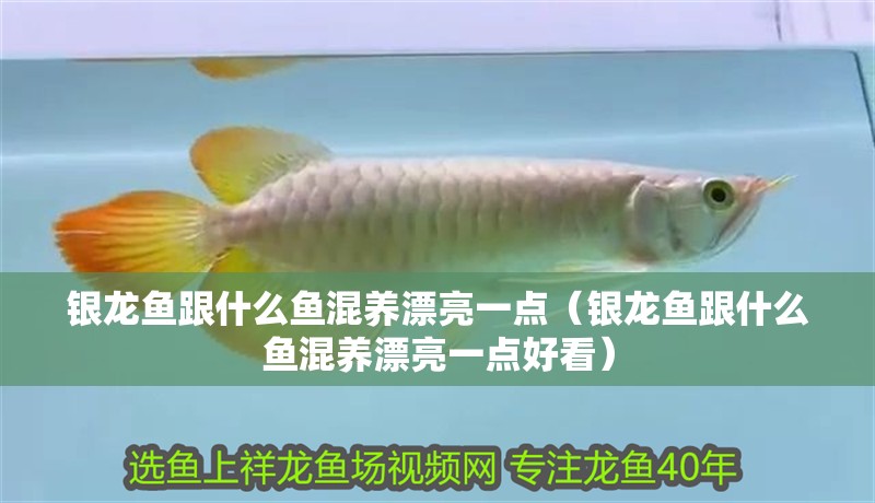 銀龍魚跟什么魚混養(yǎng)漂亮一點（銀龍魚跟什么魚混養(yǎng)漂亮一點好看）