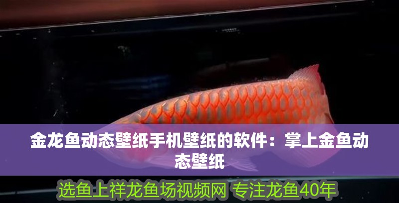 金龍魚動態壁紙手機壁紙的軟件：掌上金魚動態壁紙