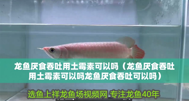 龍魚厭食吞吐用土霉素可以嗎（龍魚厭食吞吐用土霉素可以嗎龍魚厭食吞吐可以嗎）