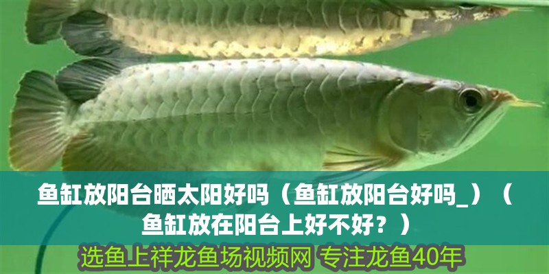 魚缸放陽臺曬太陽好嗎（魚缸放陽臺好嗎_）（魚缸放在陽臺上好不好？） 魚缸放陽臺曬太陽好嗎（魚缸放陽臺好嗎_）（魚缸放在陽臺上好不好？） 魚缸百科