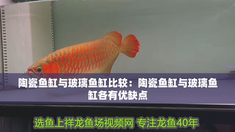 我的虎魚真菌感染了要怎么處理 陶瓷魚缸與玻璃魚缸比較:陶瓷魚缸與玻璃魚缸各有優缺點 魚缸百科 陶瓷魚缸與玻璃魚缸比較:陶瓷魚缸與玻璃魚缸各有優缺點 陶瓷魚缸與玻璃魚缸比較:陶瓷魚缸與玻璃魚缸各有優缺點 魚缸百科