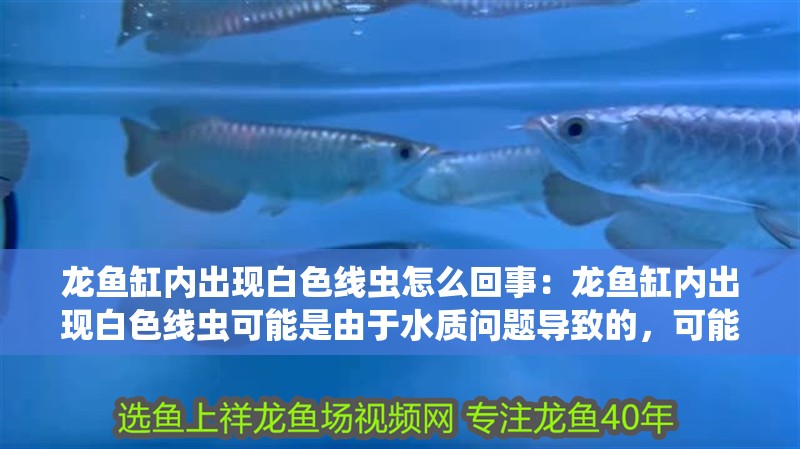 龍魚缸內(nèi)出現(xiàn)白色線蟲怎么回事：龍魚缸內(nèi)出現(xiàn)白色線蟲可能是由于水質(zhì)問(wèn)題導(dǎo)致的，可能是由于水質(zhì)問(wèn)題導(dǎo)致的 龍魚缸內(nèi)出現(xiàn)白色線蟲怎么回事：龍魚缸內(nèi)出現(xiàn)白色線蟲可能是由于水質(zhì)問(wèn)題導(dǎo)致的，可能是由于水質(zhì)問(wèn)題導(dǎo)致的 龍魚百科