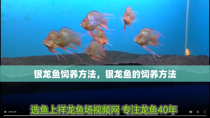 銀龍魚飼養方法，銀龍魚的飼養方法