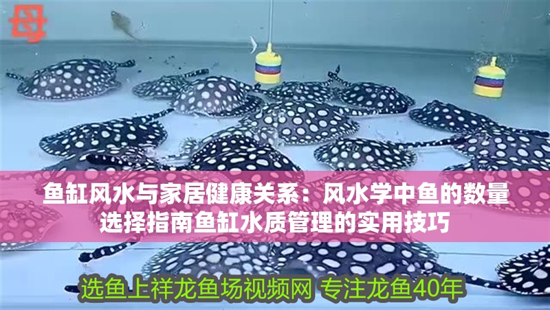 魚缸風水與家居健康關系：風水學中魚的數(shù)量選擇指南魚缸水質(zhì)管理的實用技巧 魚缸風水與家居健康關系：風水學中魚的數(shù)量選擇指南魚缸水質(zhì)管理的實用技巧 魚缸百科
