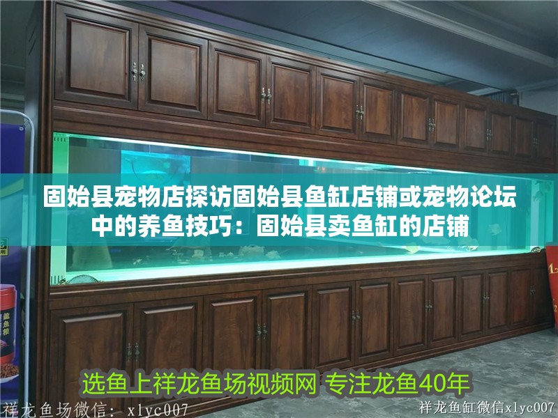 固始縣寵物店探訪固始縣魚缸店鋪或?qū)櫸镎搲械酿B(yǎng)魚技巧：固始縣賣魚缸的店鋪