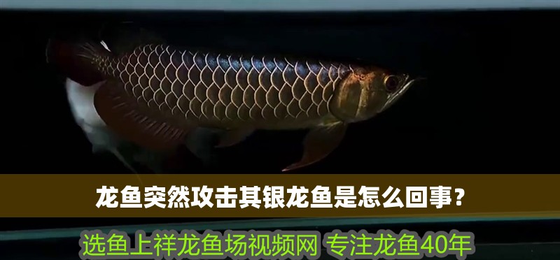 龍魚突然攻擊其銀龍魚是怎么回事？