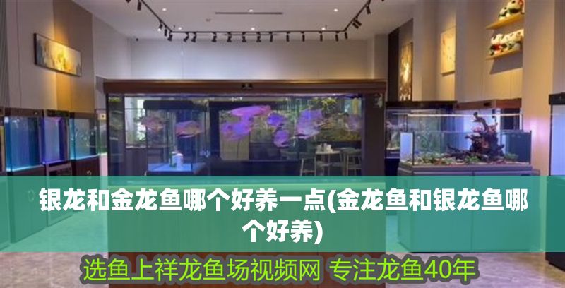 銀龍和金龍魚哪個好養一點(金龍魚和銀龍魚哪個好養)