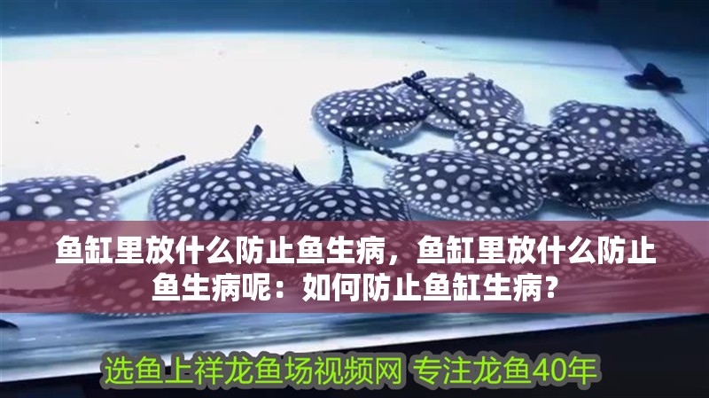 魚缸里放什么防止魚生病，魚缸里放什么防止魚生病呢：如何防止魚缸生病？