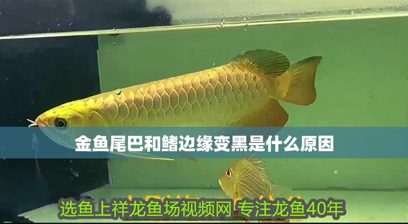金魚尾巴和鰭邊緣變黑是什么原因 金魚尾巴和鰭邊緣變黑是什么原因 錦鯉魚百科 第2張
