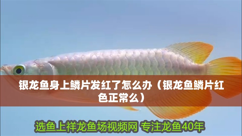 紅龍魚用黃燈烤有用嗎 銀龍魚身上鱗片發紅了怎么辦(銀龍魚鱗片紅色正常么) 銀龍魚百科 銀龍魚身上鱗片發紅了怎么辦(銀龍魚鱗片紅色正常么) 銀龍魚身上鱗片發紅了怎么辦(銀龍魚鱗片紅色正常么) 銀龍魚百科