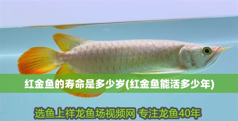 紅金魚的壽命是多少歲(紅金魚能活多少年) 紅金魚的壽命是多少歲(紅金魚能活多少年) 銀龍魚百科