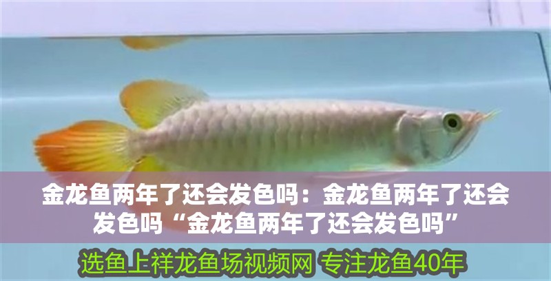金龍魚兩年了還會發色嗎：金龍魚兩年了還會發色嗎“金龍魚兩年了還會發色嗎” 金龍魚兩年了還會發色嗎：金龍魚兩年了還會發色嗎“金龍魚兩年了還會發色嗎” 龍魚百科