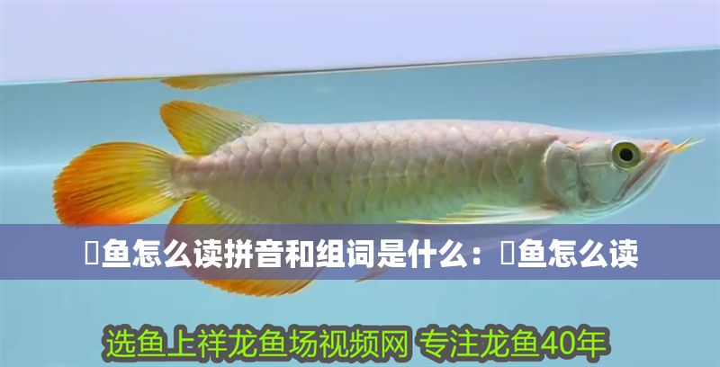 魟魚(yú)怎么讀拼音和組詞是什么：魟魚(yú)怎么讀