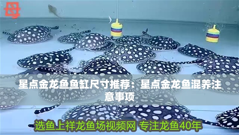 星點金龍魚魚缸尺寸推薦：星點金龍魚混養注意事項