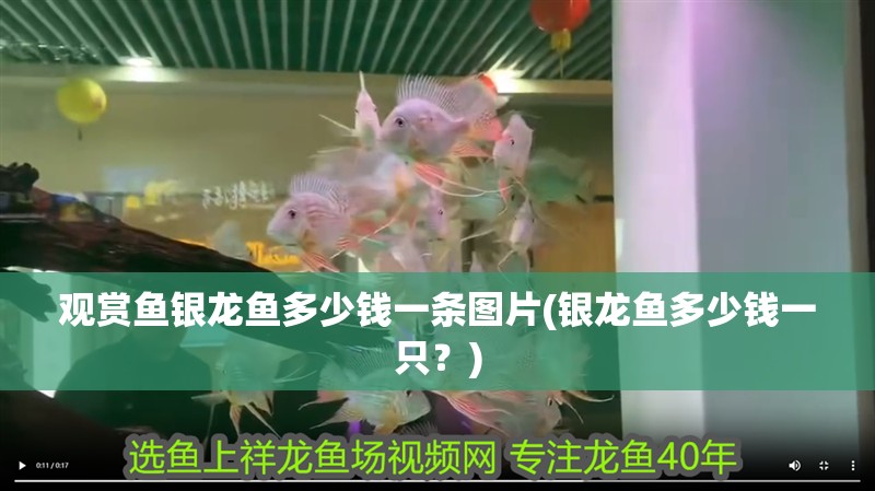 觀賞魚銀龍魚多少錢一條圖片(銀龍魚多少錢一只？)