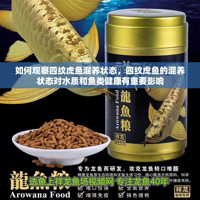 如何觀察四紋虎魚混養狀態，四紋虎魚的混養狀態對水質和魚類健康有重要影響