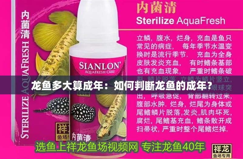 龍魚多大算成年：如何判斷龍魚的成年？