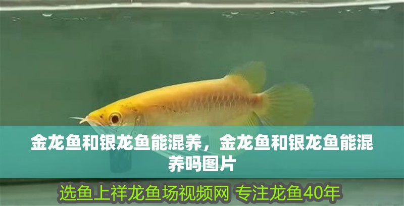 金龍魚和銀龍魚能混養，金龍魚和銀龍魚能混養嗎圖片