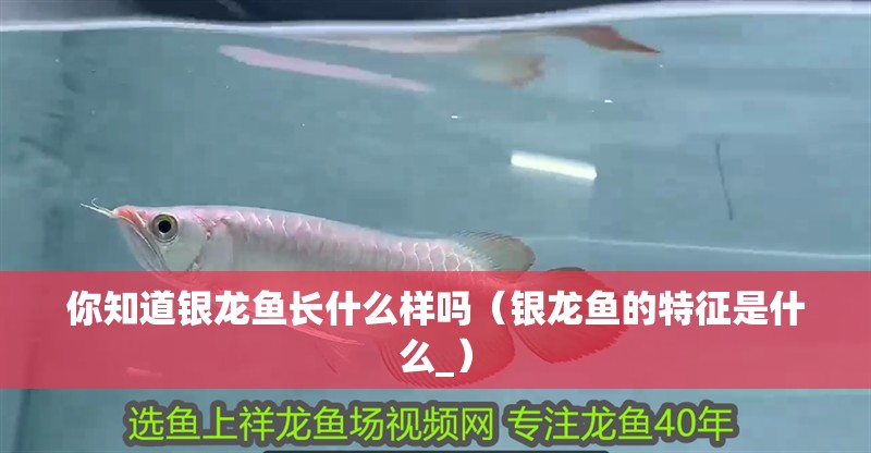 你知道銀龍魚長什么樣嗎（銀龍魚的特征是什么_）