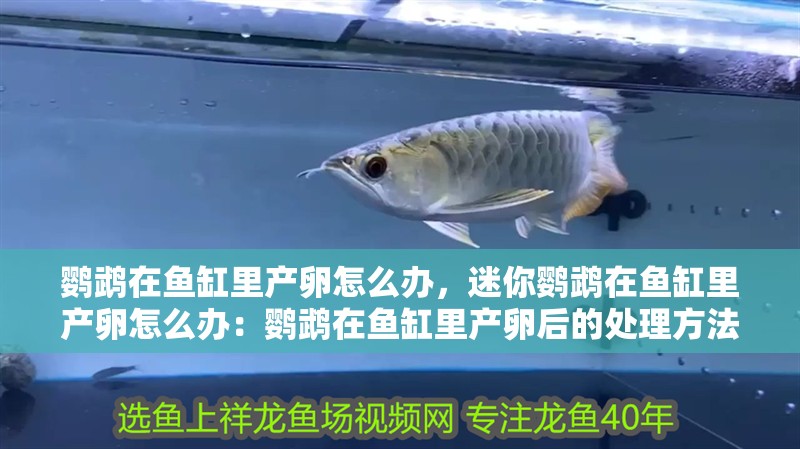 鸚鵡在魚缸里產卵怎么辦，迷你鸚鵡在魚缸里產卵怎么辦：鸚鵡在魚缸里產卵后的處理方法