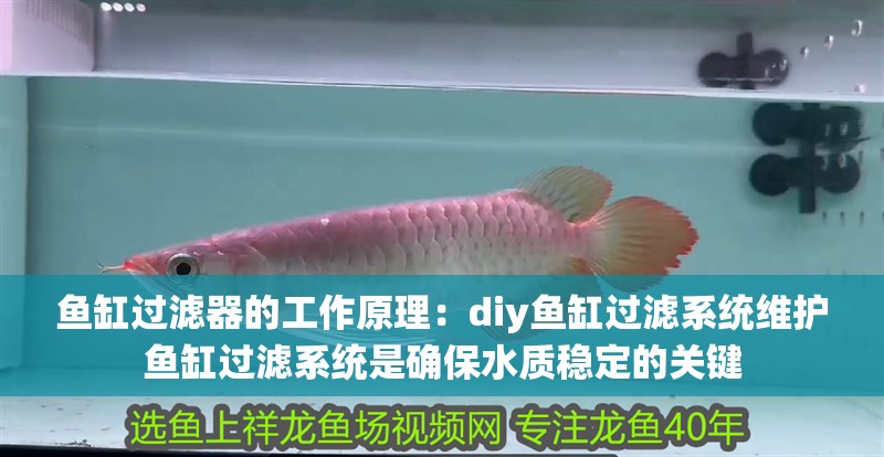 新到家的小虎魚 魚缸過濾器的工作原理:diy魚缸過濾系統(tǒng)維護魚缸過濾系統(tǒng)是確保水質(zhì)穩(wěn)定的關(guān)鍵 魚缸百科 魚缸過濾器的工作原理:diy魚缸過濾系統(tǒng)維護魚缸過濾系統(tǒng)是確保水質(zhì)穩(wěn)定的關(guān)鍵 魚缸過濾器的工作原理:diy魚缸過濾系統(tǒng)維護魚缸過濾系統(tǒng)是確保水質(zhì)穩(wěn)定的關(guān)鍵 魚缸百科