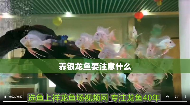 養銀龍魚要注意什么