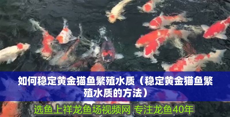 如何穩(wěn)定黃金貓魚繁殖水質(zhì)（穩(wěn)定黃金貓魚繁殖水質(zhì)的方法）