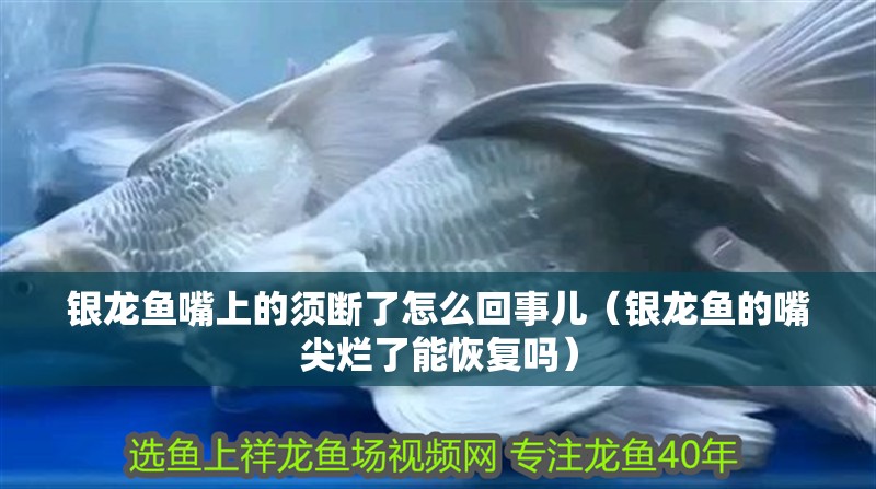 銀龍魚嘴上的須斷了怎么回事兒（銀龍魚的嘴尖爛了能恢復嗎）