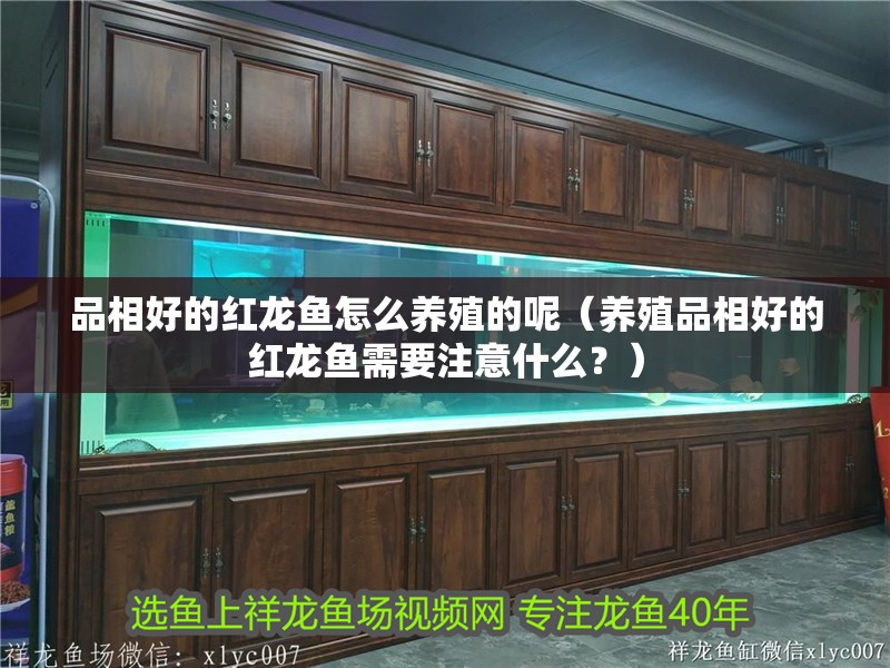 品相好的紅龍魚怎么養(yǎng)殖的呢（養(yǎng)殖品相好的紅龍魚需要注意什么？）