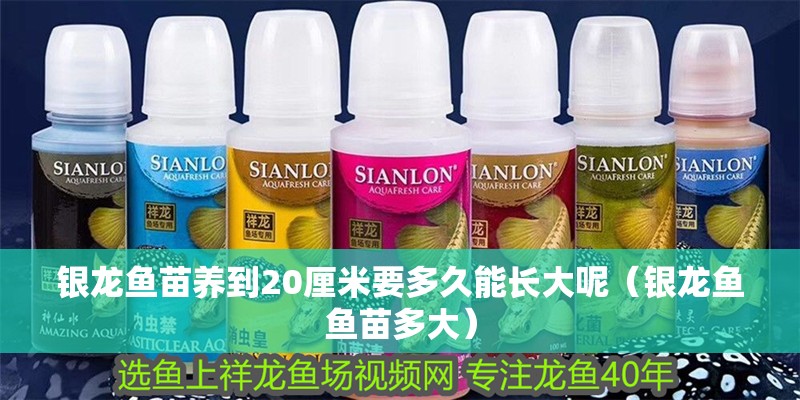 銀龍魚苗養到20厘米要多久能長大呢（銀龍魚魚苗多大）