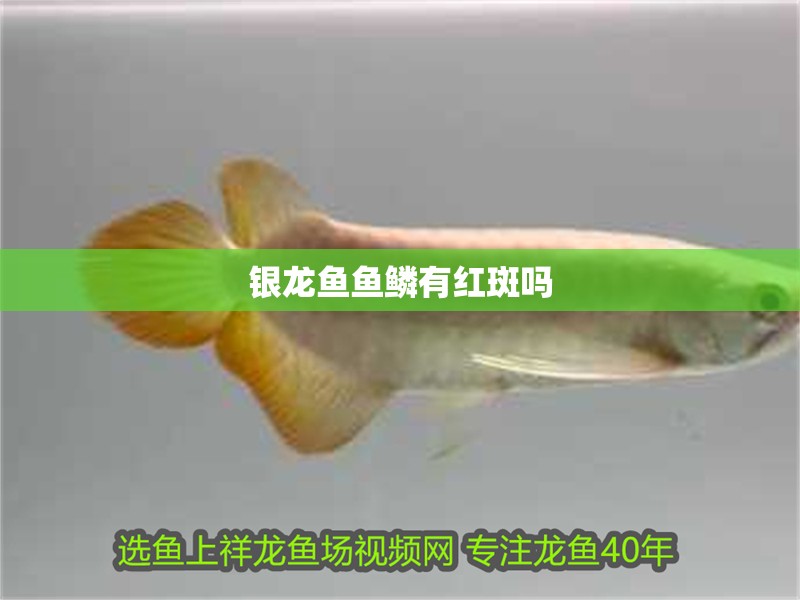 銀龍魚魚鱗有紅斑嗎