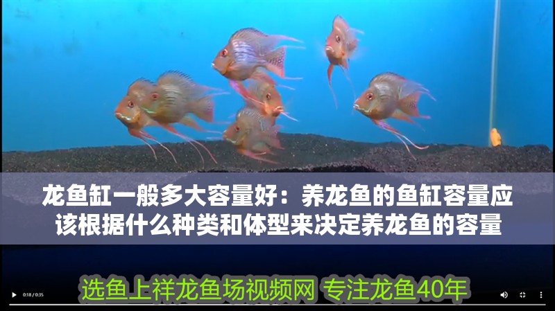 龍魚缸一般多大容量好：養(yǎng)龍魚的魚缸容量應(yīng)該根據(jù)什么種類和體型來決定養(yǎng)龍魚的容量
