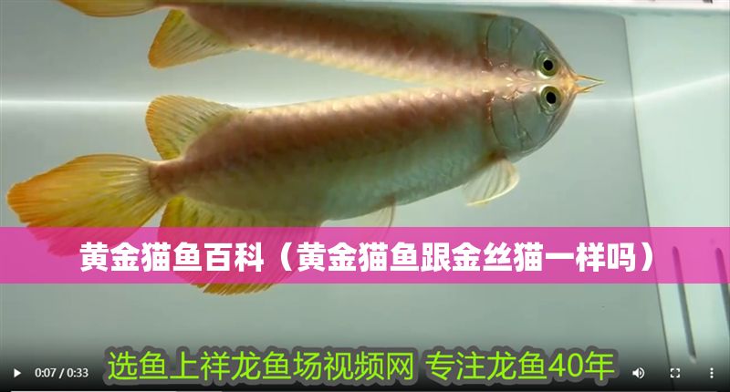 黃金貓魚百科（黃金貓魚跟金絲貓一樣嗎）