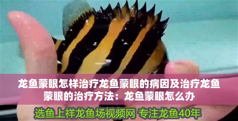 龍魚蒙眼怎樣治療龍魚蒙眼的病因及治療龍魚蒙眼的治療方法：龍魚蒙眼怎么辦
