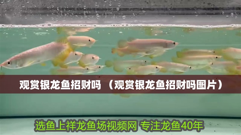 觀賞銀龍魚招財嗎 （觀賞銀龍魚招財嗎圖片）