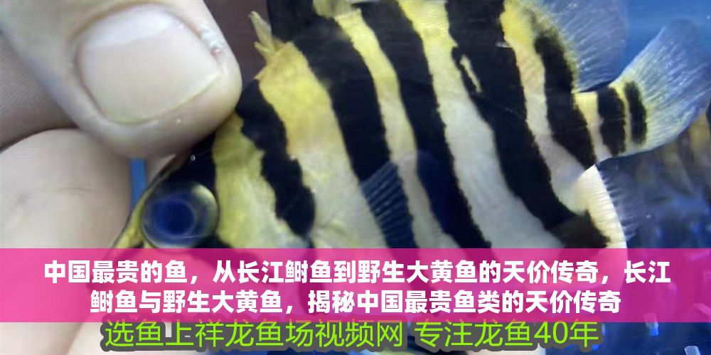中國最貴的魚，從長江鰣魚到野生大黃魚的天價傳奇，長江鰣魚與野生大黃魚，揭秘中國最貴魚類的天價傳奇