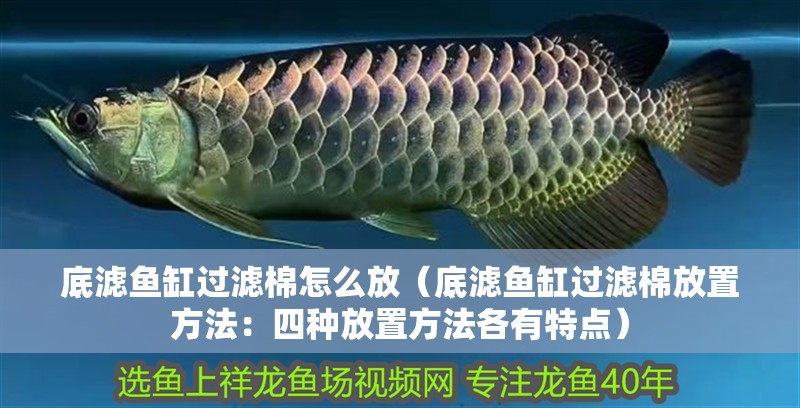 底濾魚缸過濾棉怎么放（底濾魚缸過濾棉放置方法：四種放置方法各有特點(diǎn)） 底濾魚缸過濾棉怎么放（底濾魚缸過濾棉放置方法：四種放置方法各有特點(diǎn)） 魚缸百科