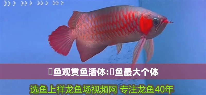 魟魚觀賞魚活體:鳡魚最大個體