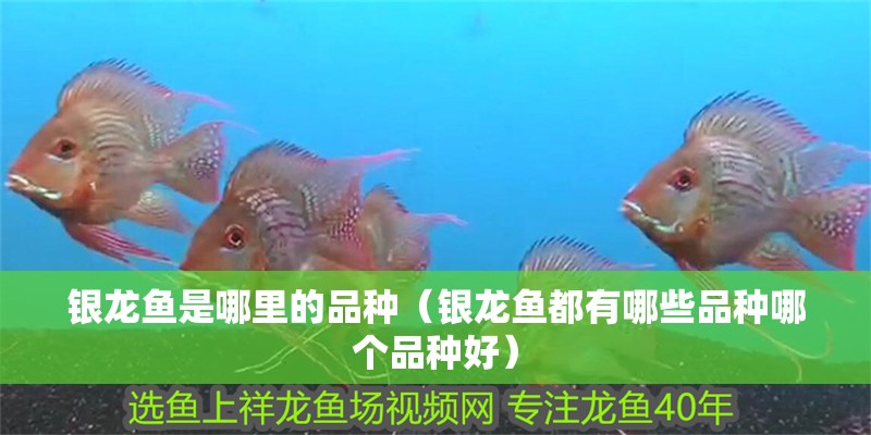 銀龍魚是哪里的品種（銀龍魚都有哪些品種哪個品種好）