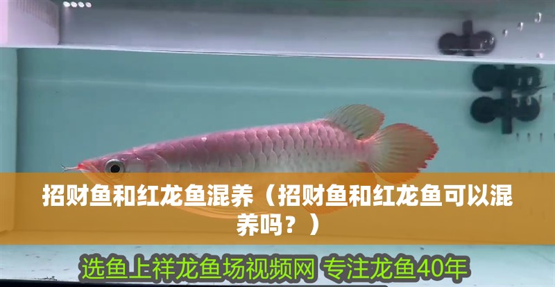 招財魚和紅龍魚混養（招財魚和紅龍魚可以混養嗎？）