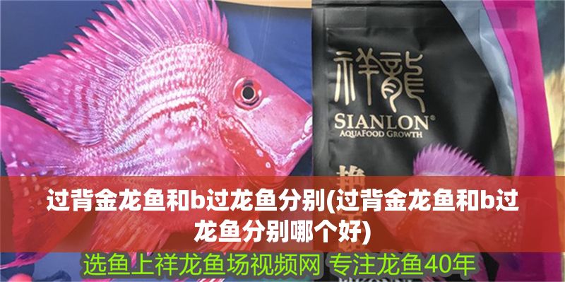 過背金龍魚和b過龍魚分別(過背金龍魚和b過龍魚分別哪個好)