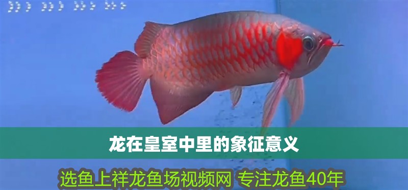 龍在皇室中里的象征意義 龍在皇室中里的象征意義 龍魚論壇