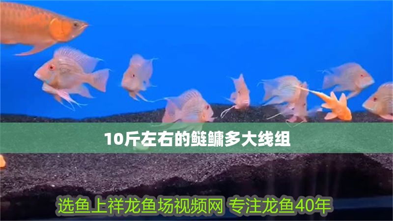 10斤左右的鰱鳙多大線組