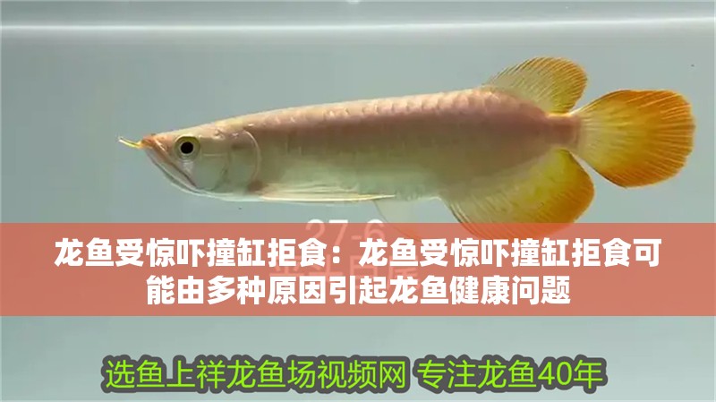 龍魚受驚嚇撞缸拒食：龍魚受驚嚇撞缸拒食可能由多種原因引起龍魚健康問題 龍魚受驚嚇撞缸拒食：龍魚受驚嚇撞缸拒食可能由多種原因引起龍魚健康問題 龍魚百科