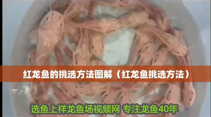 龍魚怕什么 紅龍魚的挑選方法圖解(紅龍魚挑選方法) 龍魚百科 紅龍魚的挑選方法圖解(紅龍魚挑選方法) 紅龍魚的挑選方法圖解(紅龍魚挑選方法) 龍魚百科