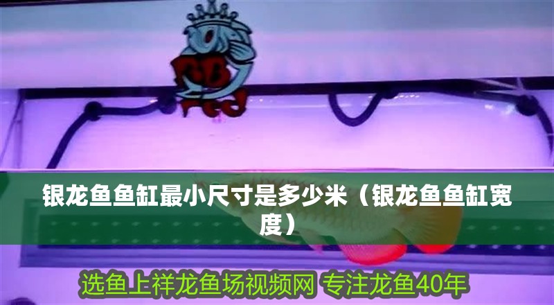 銀龍魚魚缸最小尺寸是多少米（銀龍魚魚缸寬度）